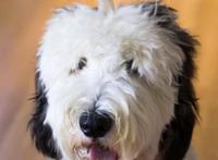 美国混种狗狗神似史努比，比原型还像动漫形象