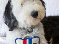 美国混种狗狗神似史努比，比原型还像动漫形象