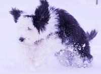 美国混种狗狗神似史努比，比原型还像动漫形象