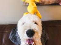 美国混种狗狗神似史努比，比原型还像动漫形象