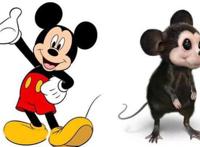 当卡通角色来到了三次元，蓝精灵可爱死了，看到海绵宝宝真身惊了