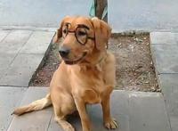 现实版“天才眼镜狗”，狗子：天才是主人，我只是为了显的有文凭