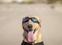 《天才眼镜狗》：时光机带他们回到法国大革命时期