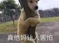 这部动画如此黑暗，却也能让你相信这世上依旧存有美好