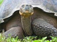 娇妻婚后三年未有身孕，机缘巧合知道真相，男子颤抖的拿起了刀！