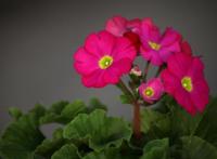 四季樱草怎么养，四季樱草的养殖方法和注意事项/忌曝晒