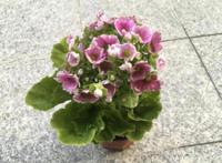 四季樱草怎么养，四季樱草的养殖方法和注意事项/忌曝晒