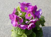 四季樱草怎么养，四季樱草的养殖方法和注意事项/忌曝晒