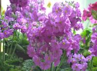 四季樱草怎么养，四季樱草的养殖方法和注意事项/忌曝晒