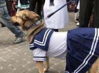 “二次元”是如何一步一步沦为贬义词的？