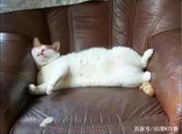 这部日常动画，手把手教你如何成为一个慵懒的人