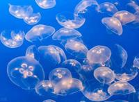 看动漫学英语，海绵宝宝第一季第五集对白（中英对照）