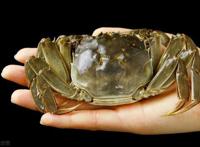 看动漫学英语，海绵宝宝第一季第六集对白（中英对照）