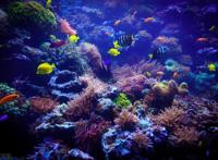 看动漫学英语，海绵宝宝第一季第七集对白（中英对照）