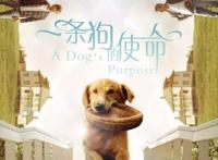 电影中让你泪流满面的那些“毛孩子”们……