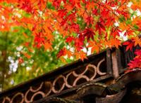 上海周边绝美赏秋地，这15处值得打卡！