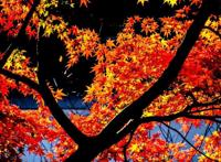 上海周边绝美赏秋地，这15处值得打卡！