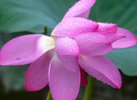 大明湖畔惊现“夏雨荷”……