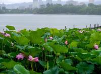 大明湖畔惊现“夏雨荷”……