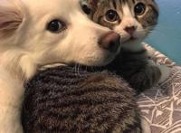 养狗和养猫，其实过得是不一样的人生！