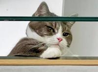 养狗和养猫，其实过得是不一样的人生！