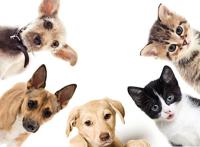 养猫和养狗，过的是不一样的人生！