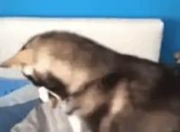 养猫和养狗，过的是不一样的人生！