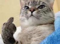 养猫和养狗，过的是不一样的人生！