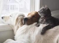 养狗＋养猫=快乐