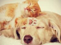 养狗＋养猫=快乐