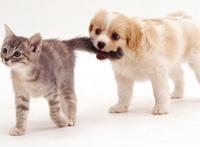 养狗＋养猫=快乐