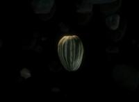 东京奥运会开幕式收视率如何？