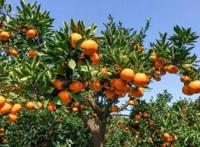 【乐游】赏花、采摘、秋游，超多文旅展演活动等您来约~