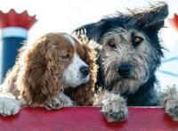 迪士尼真人版《小姐与流浪汉》首发剧照，“女武神”配音