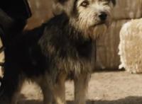 小姐与流浪汉：宠物狗流浪狗爱情故事