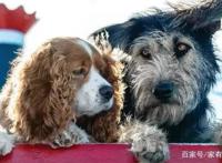 小姐与流浪汉：宠物狗流浪狗爱情故事