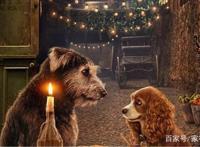 小姐与流浪汉：宠物狗流浪狗爱情故事