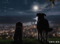 小姐与流浪汉：宠物狗流浪狗爱情故事