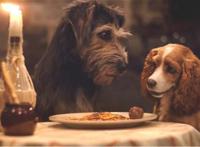 迪士尼真狗版《小姐与流浪汉》曝新预告狗狗都有男/女朋友了你作何感想？