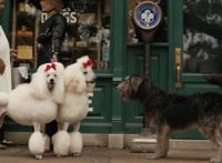 迪士尼真狗版《小姐与流浪汉》曝新预告狗狗都有男/女朋友了你作何感想？