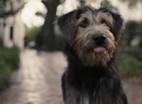 迪士尼真狗版《小姐与流浪汉》曝新预告狗狗都有男/女朋友了你作何感想？