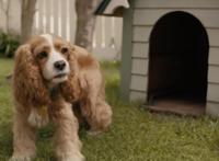 迪士尼真狗版《小姐与流浪汉》曝新预告狗狗都有男/女朋友了你作何感想？