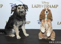 迪士尼《小姐与流浪汉》真狗版登场，狗狗出席首映会表示一脸懵