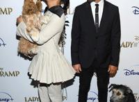 迪士尼《小姐与流浪汉》真狗版登场，狗狗出席首映会表示一脸懵