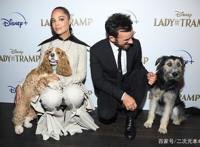 迪士尼《小姐与流浪汉》真狗版登场，狗狗出席首映会表示一脸懵