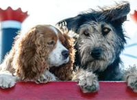 失去美感？迪士尼真狗版《小姐与流浪汉》曝剧照