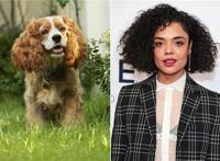 失去美感？迪士尼真狗版《小姐与流浪汉》曝剧照