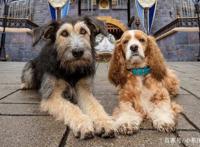 “真狗版”《小姐与流浪汉》成为迪士尼2019年，评价最高翻拍电影