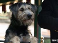 “真狗版”《小姐与流浪汉》成为迪士尼2019年，评价最高翻拍电影