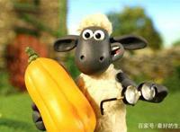 这只“英国羊”来长沙了！曾经那片葡萄园可还够折腾？